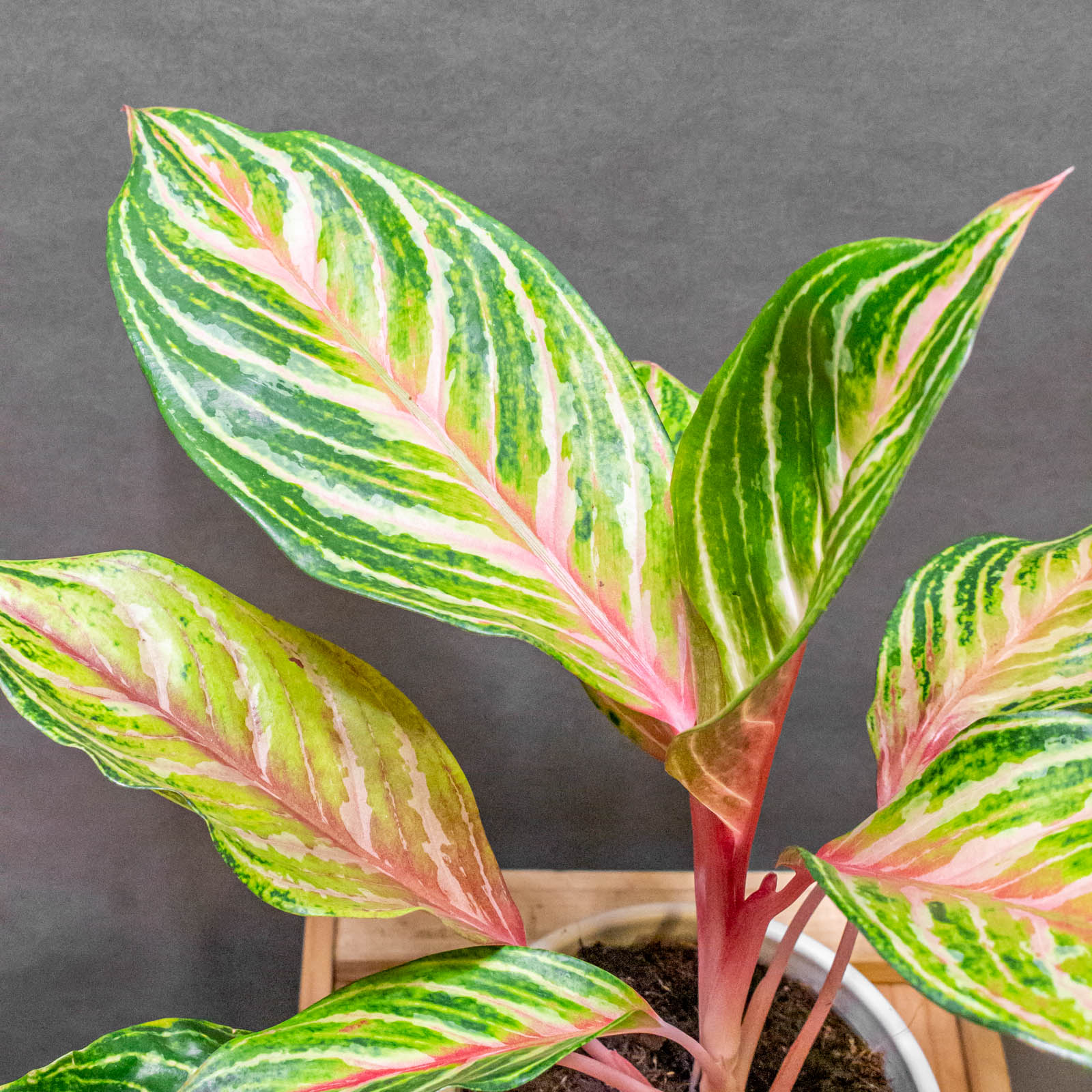 Аглаонема Дримкетчер (Aglaonema Dreamcatcher) D12см