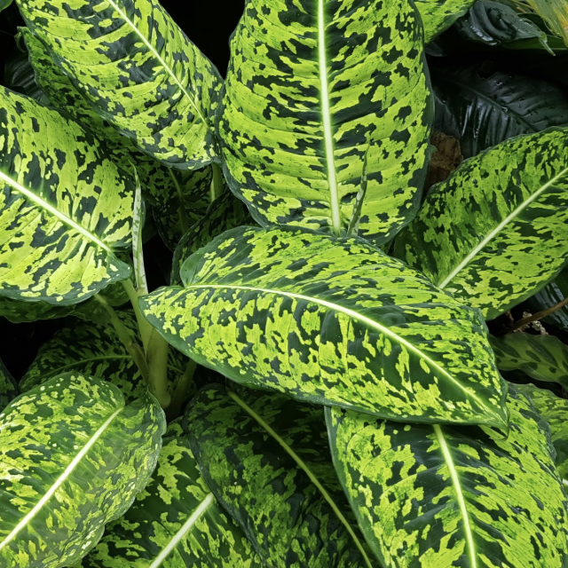 Диффенбахия Рефлектор (Dieffenbachia Reflector) D12см