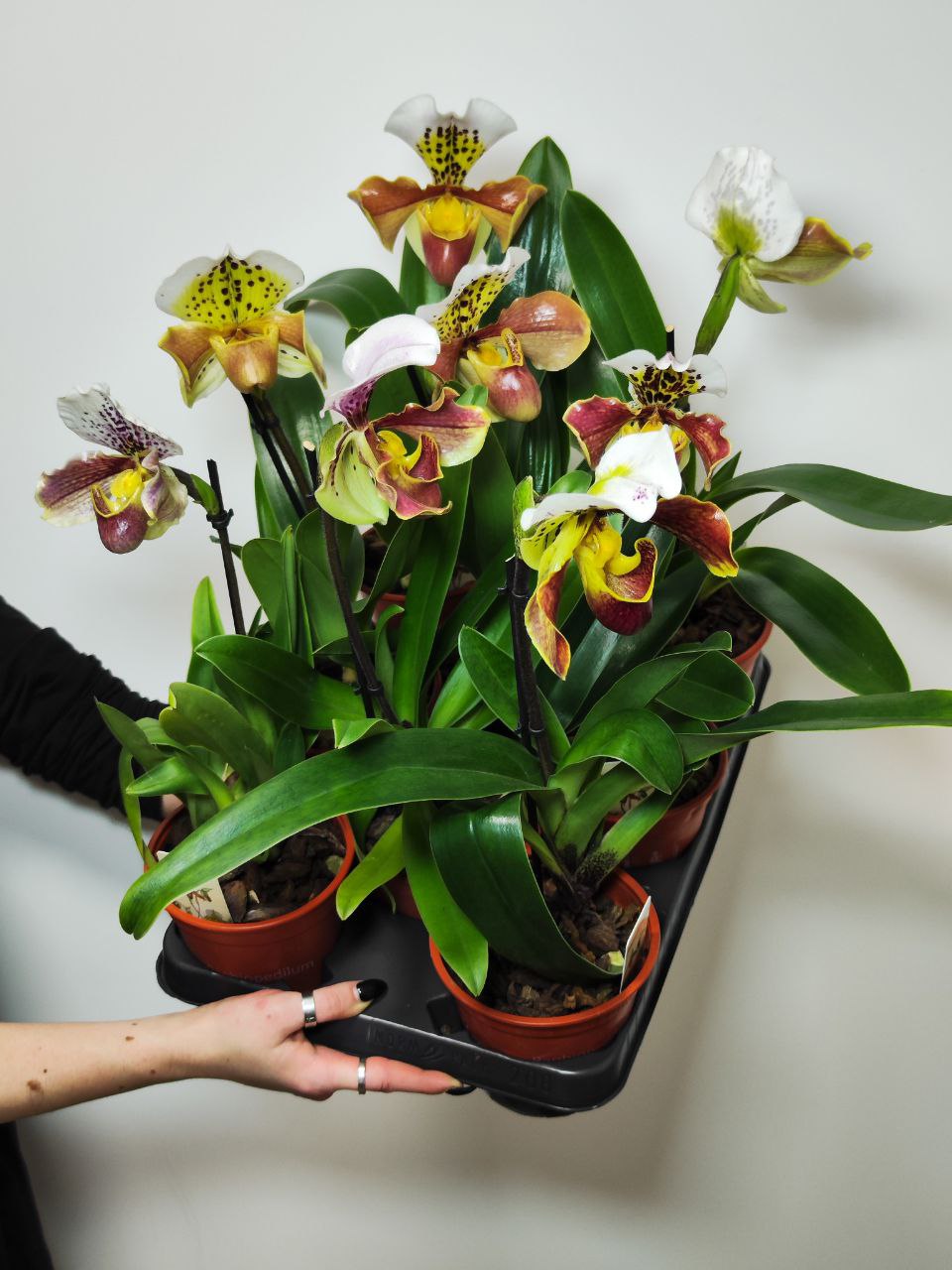 Пафиопедилум Американский Гибрид (Paphiopedilum American Hybrid) D12см