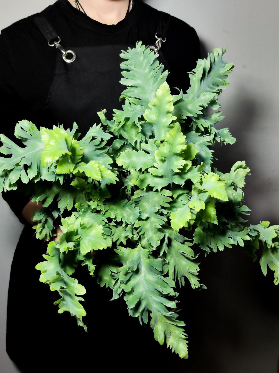 Флебодиум Давана (Phlebodium Davana) D12см