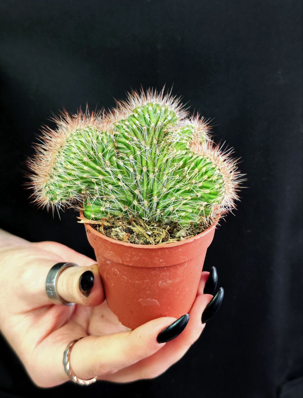 Кактус Маммиллярия Кристата Микс (Cactus Mammillaria Crestata Mix) D5см