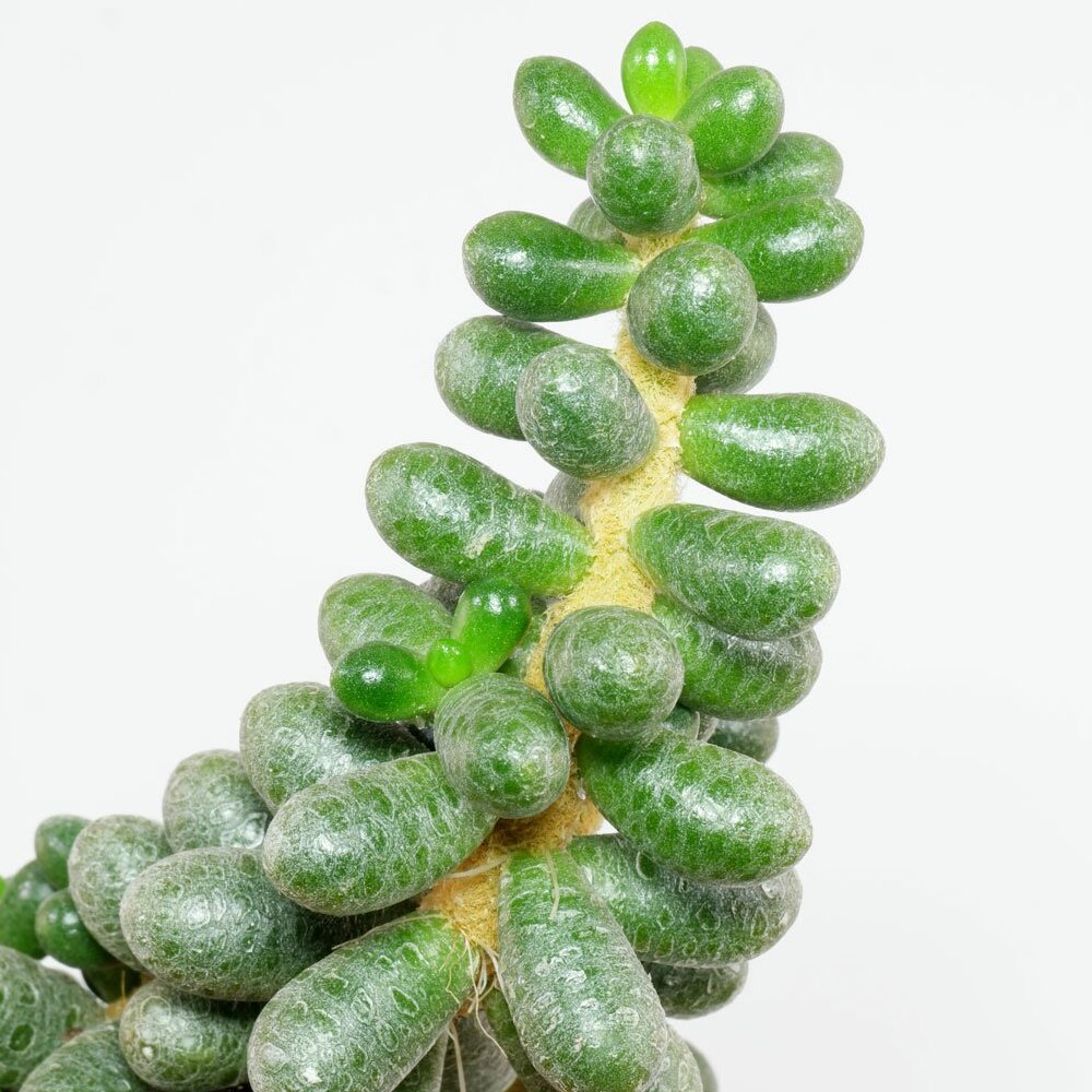 Седум Хернандеса (Sedum Hernandezii) D6,5см