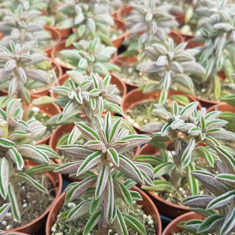 Пеперомия Асперула (Peperomia Asperula) D5см