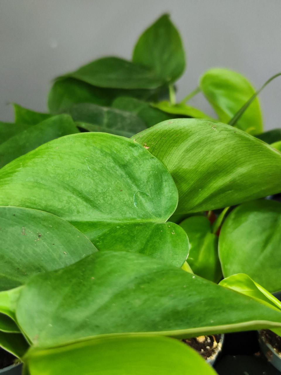 Филодендрон Сканденс Зеленый (Philodendron Scandens Green) D6см