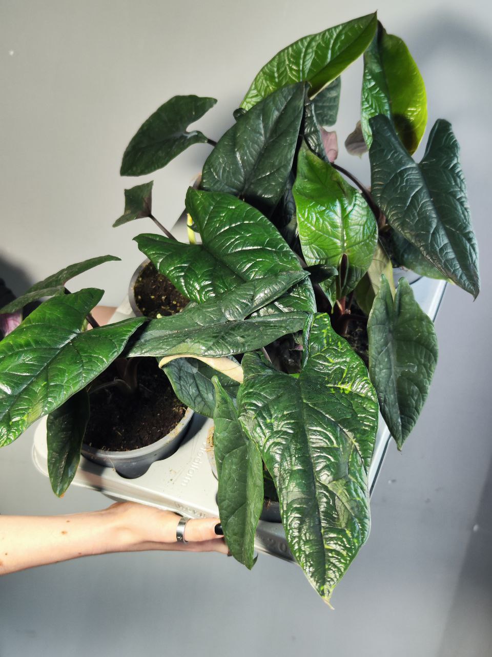 Алоказия Скальпрум (Alocasia Scalprum) D12см