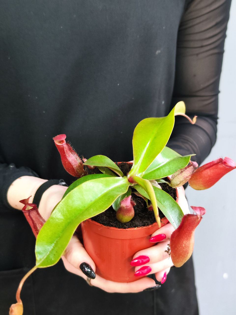 Непентес Кровавая Мэри (Nepenthes Bloody Mary) D9см