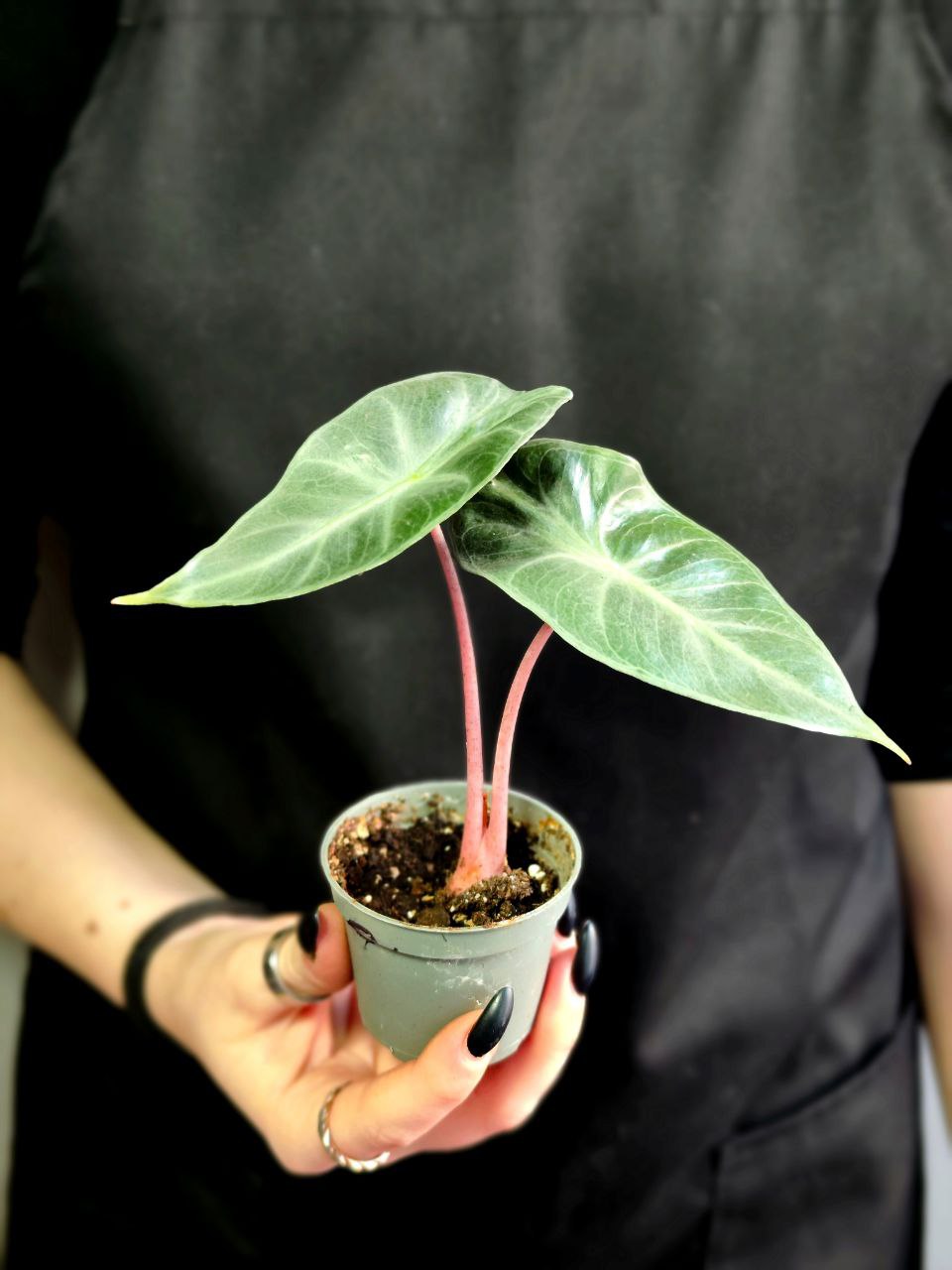 Алоказия Пинк Драгон (Alocasia Pink Dragon) D6см