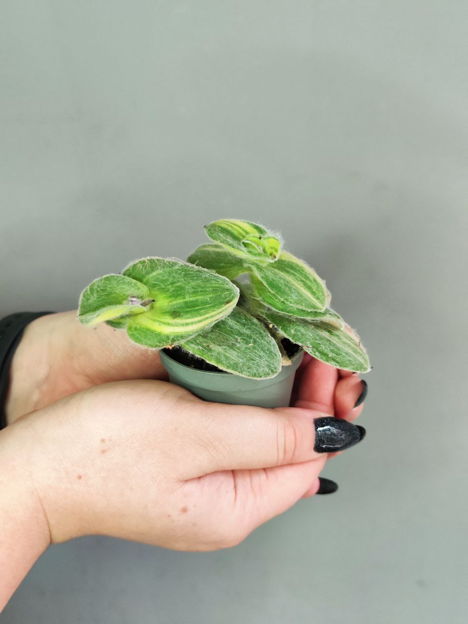 Традесканция Силламонтана Вариегатная (Tradescantia Sillamontana Variegata) D6см