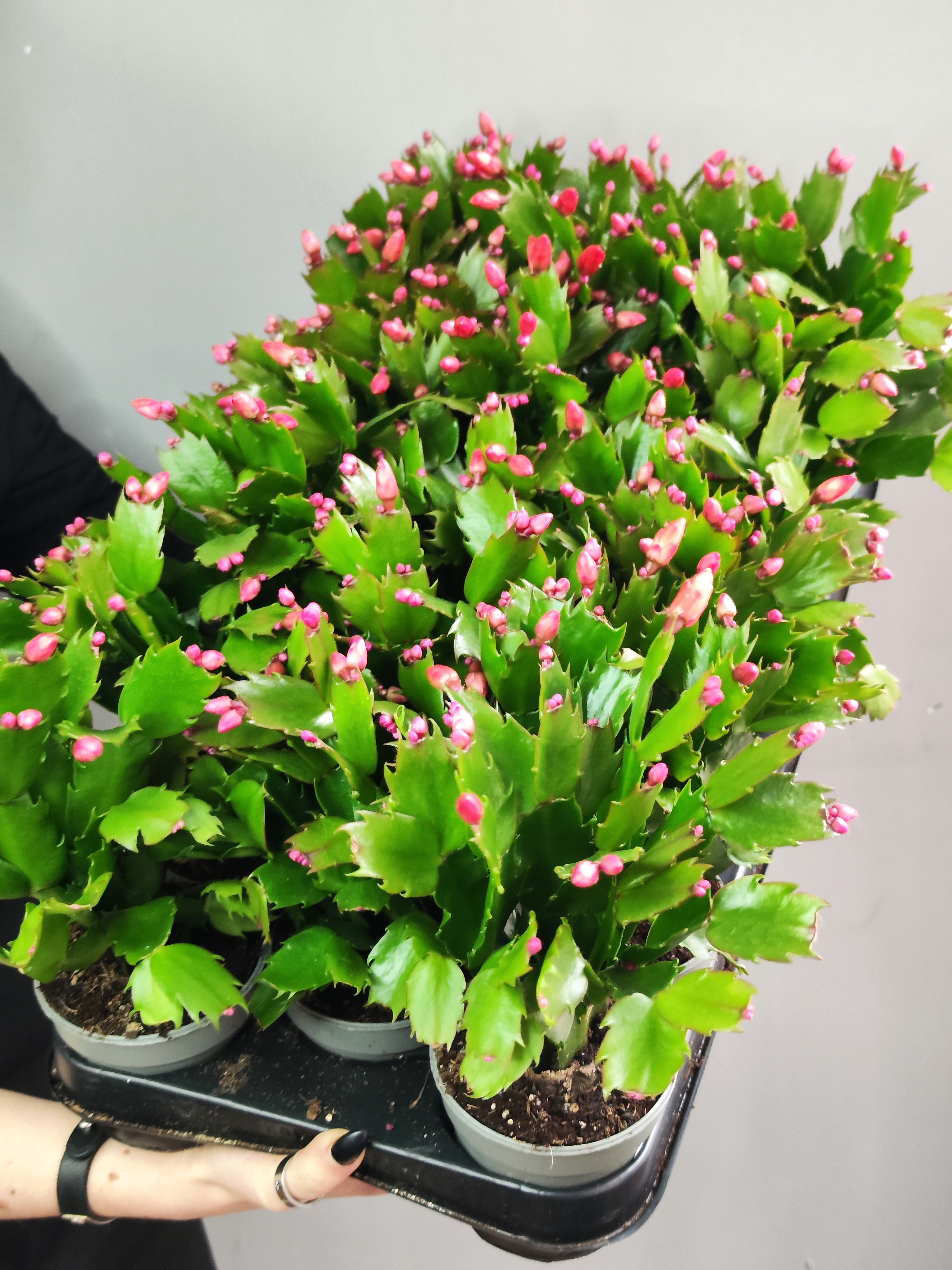 Декабрист Оранжевый, или Шлюмбергера (Schlumbergera Tendenza Orange) D9см