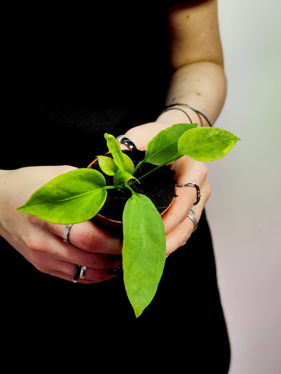 Антуриум Виттарифолиум (Anthurium Vittarifolium) D6см