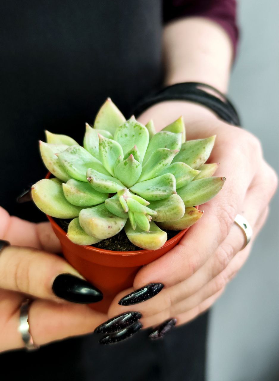 Эхеверия Бейкери (Echeveria Backery) D5см