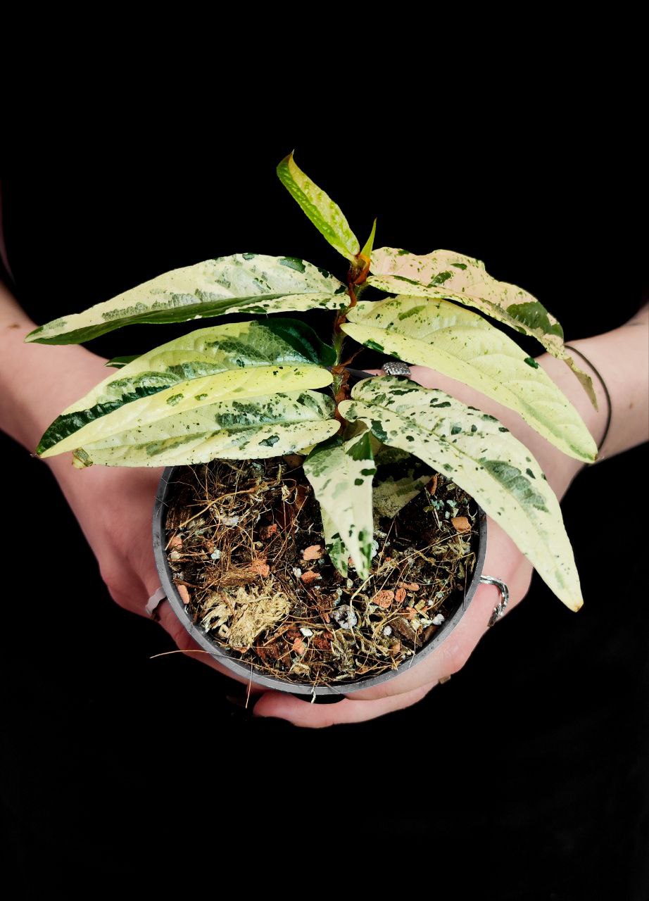 Фикус Сагитата Вариегата Пинк (Ficus Sagittata Variegata Pink) D9см