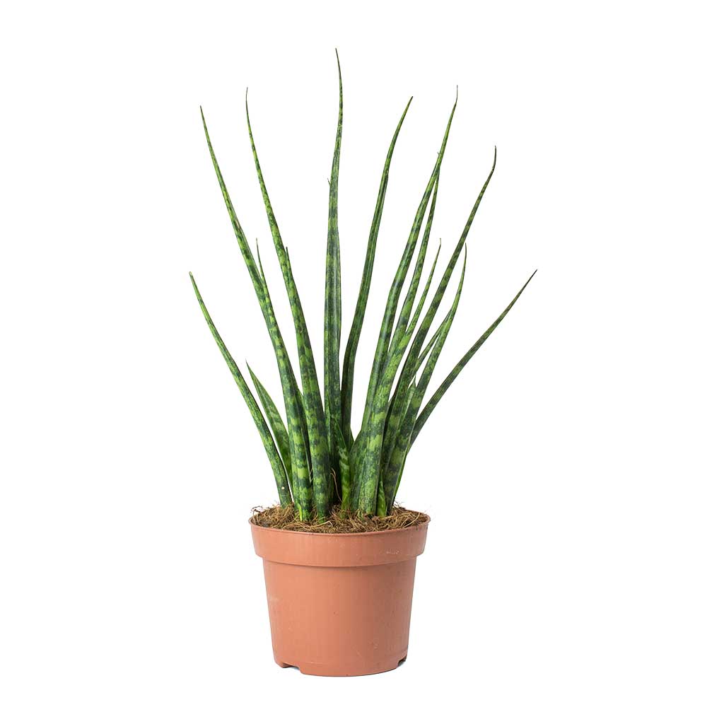 Сансевиерия Фернвуд Микадо (Sansevieria Fernwood Mikado) D6см