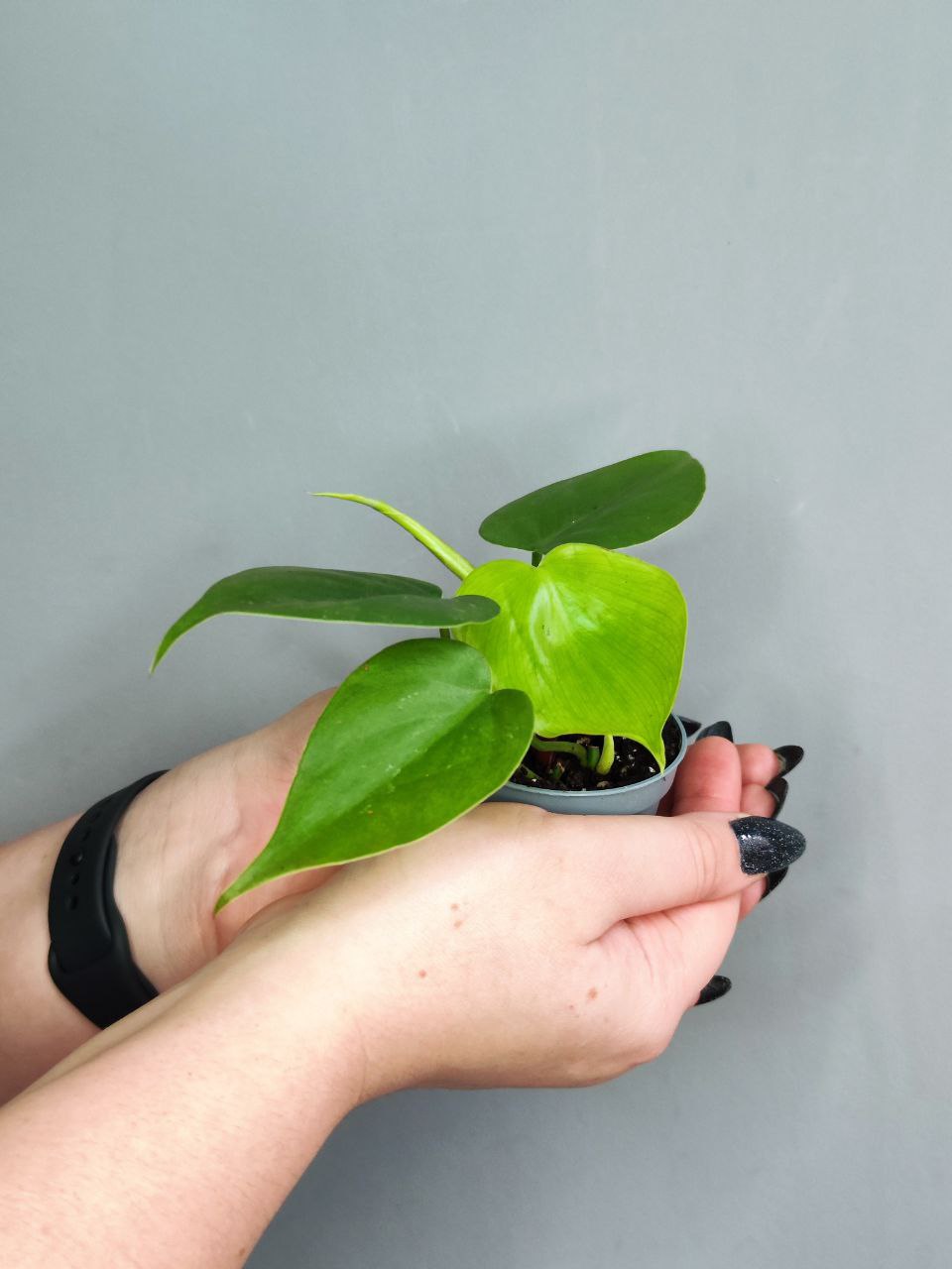 Филодендрон Сканденс Зеленый (Philodendron Scandens Green) D6см