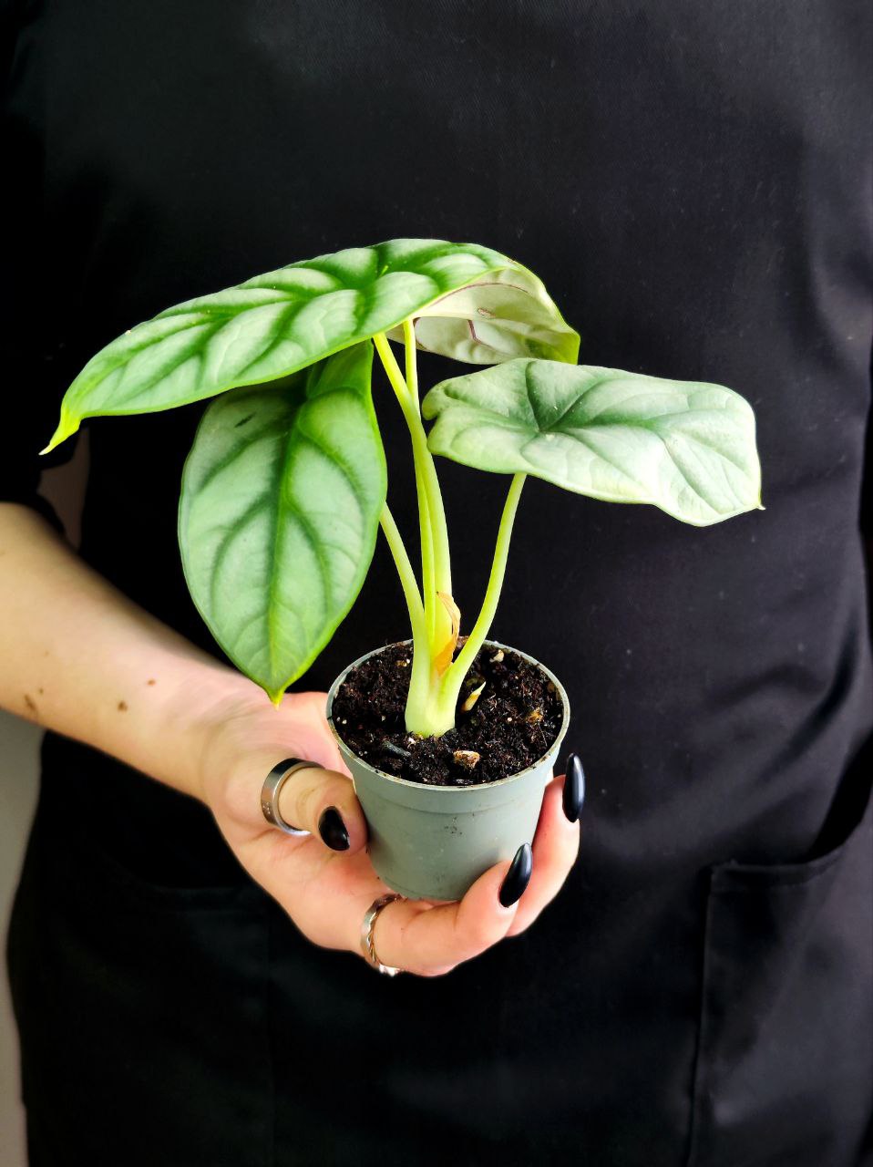 Алоказия Сильвер Драгон (Alocasia Silver Dragon) D6см