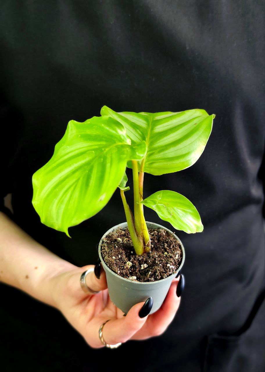Калатея Орбифолия (Calathea Orbifolia) D6см