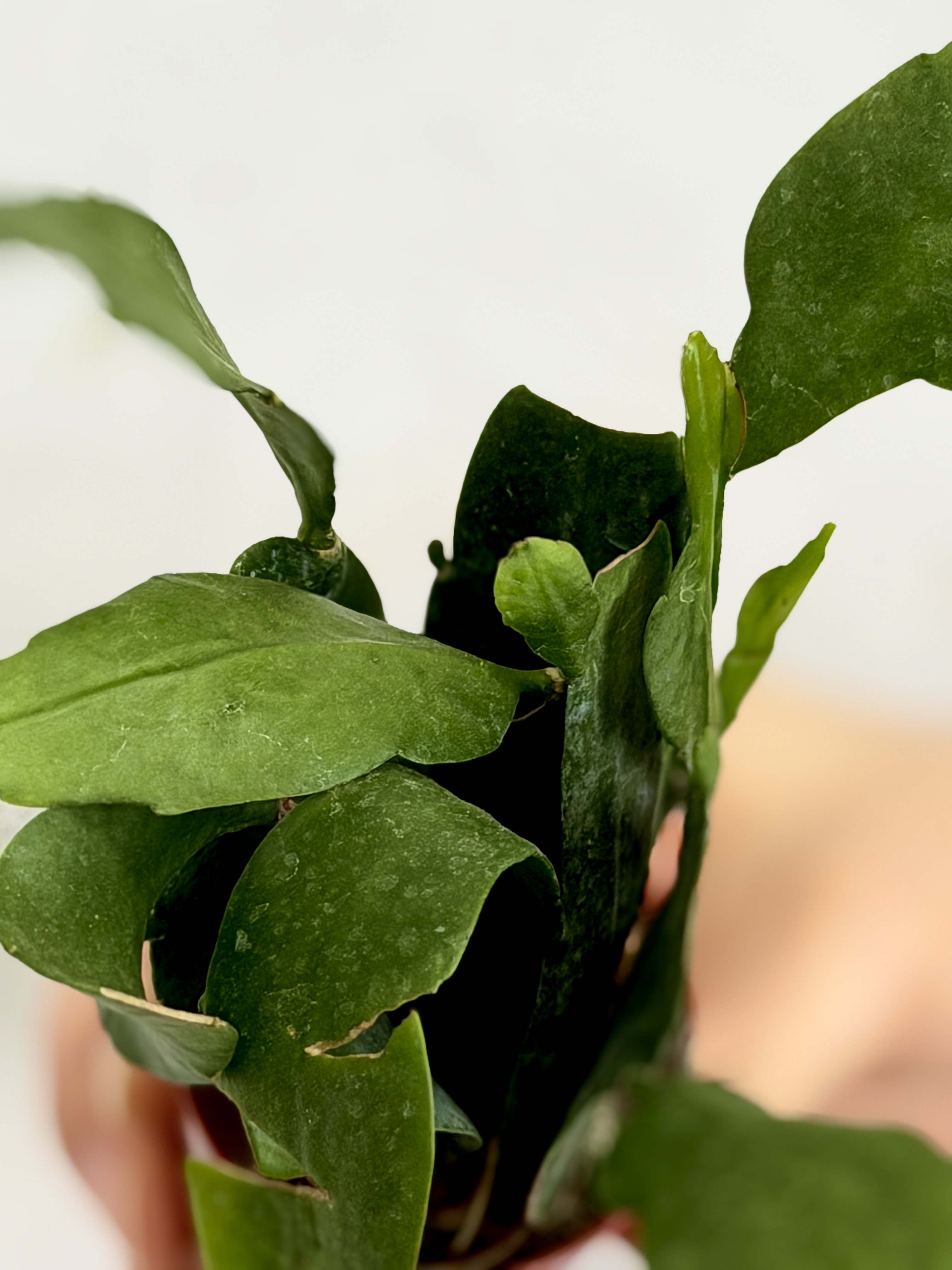 Эпифиллум Пумилум (Epiphyllum Pumilum) D5см