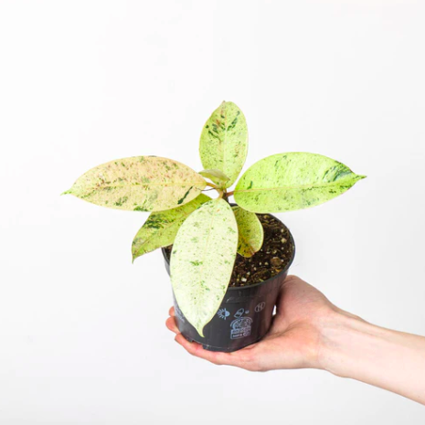 Фикус Вариегатный Эластика Шрайвериана (Ficus Elastica Shivereana) D10см