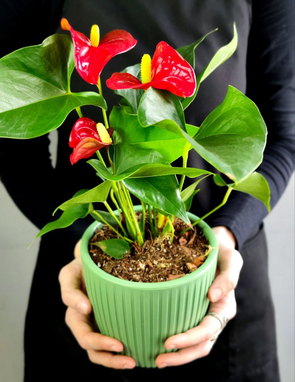 Антуриум Андре Микс (Anthurium Аndraeanum Mix), пересаженный D12см