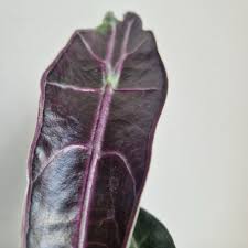 Алоказия Лонгилоба Пурпл (Alocasia Longiloba Purple) D10см
