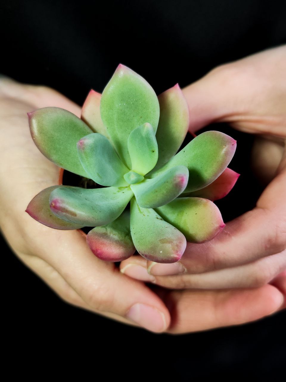 Пахиверия Опалина (Pachyveria Opalina) D5см
