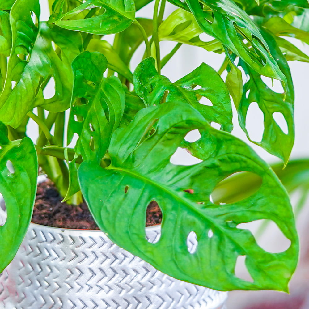 Монстера Адансона (Monstera Adansonii) D6см