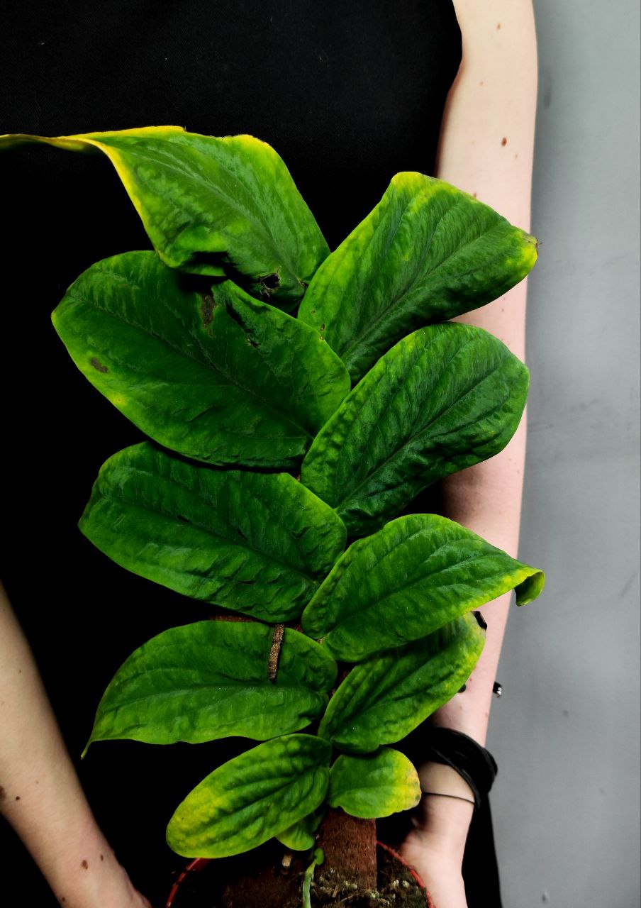 Рафидофора Кортхалса (Rhaphidophora Korthalsii) D14см
