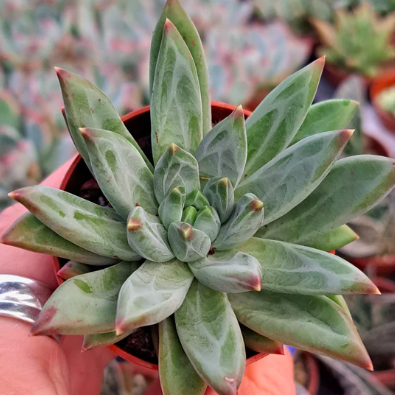 Эхеверия Хукери (Echeveria Hookeri) D5см