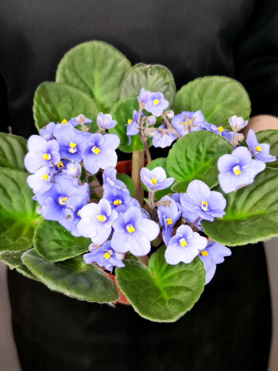 Сенполия Васильковая, или Фиалка (Saintpaulia Blue) D10см