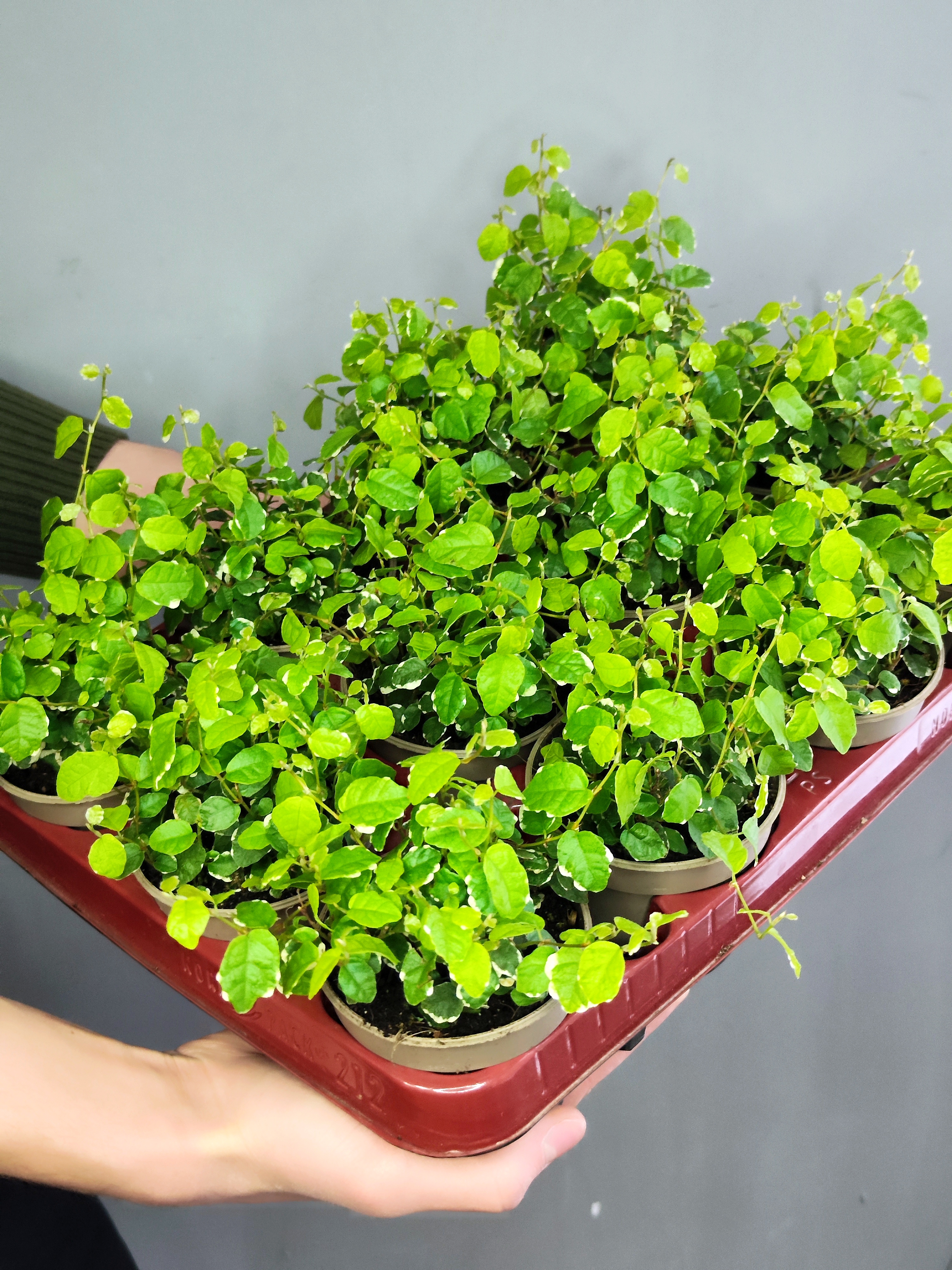 Фикус Пумила Уайт Санни (Ficus Pumila White Sunny) D9см