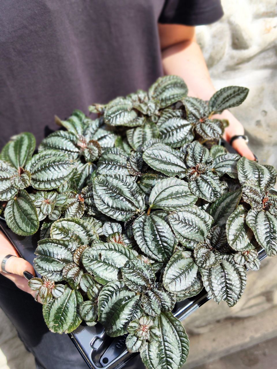 Пилея Норфолк (Pilea Involucrata Norfolk) D6см