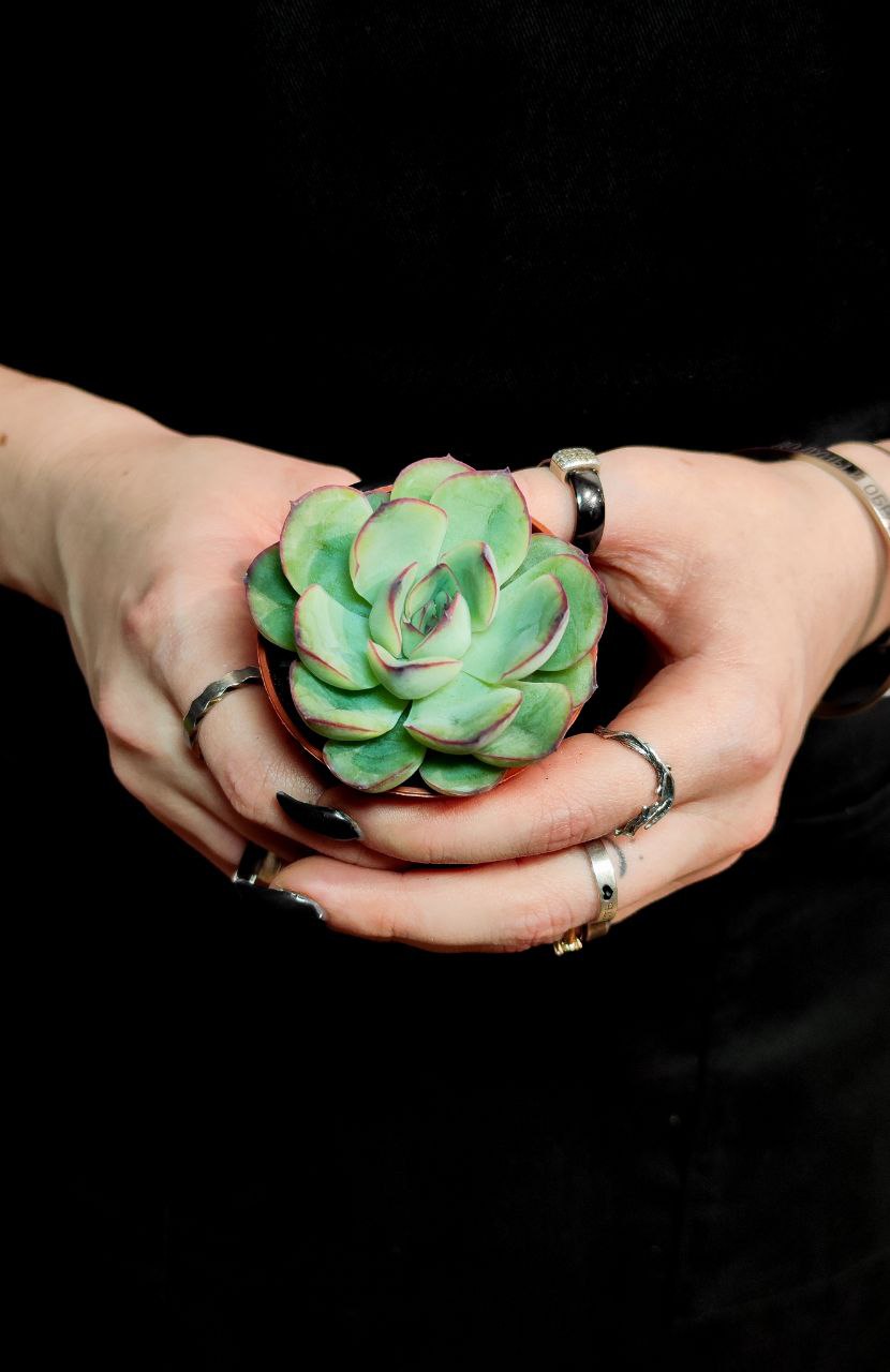 Эхеверия Пелуцида (Echeveria Pellucida) D5см