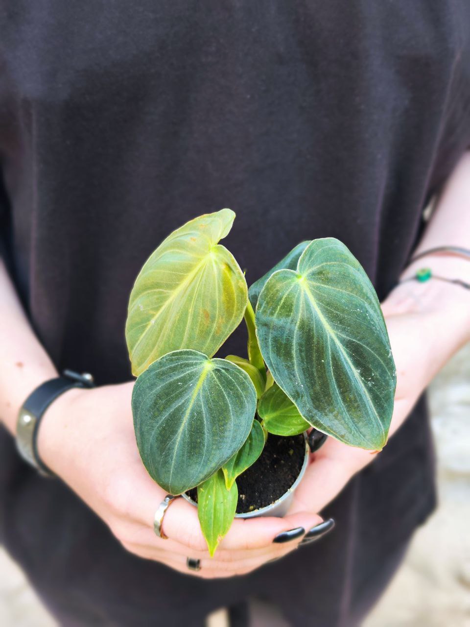 Филодендрон Меланохризум (Philodendron Melanochrysum) D6см