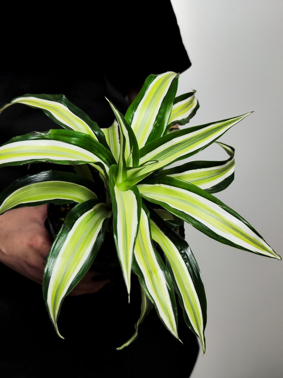 Драцена Фрагранс Малайка (Dracaena Dragontree Malaika) D12см