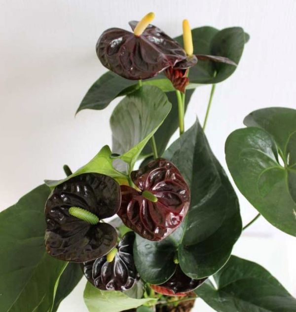 Антуриум Блэк Лав, или Черная Любовь (Anthurium Аndraeanum Black Love) D12см