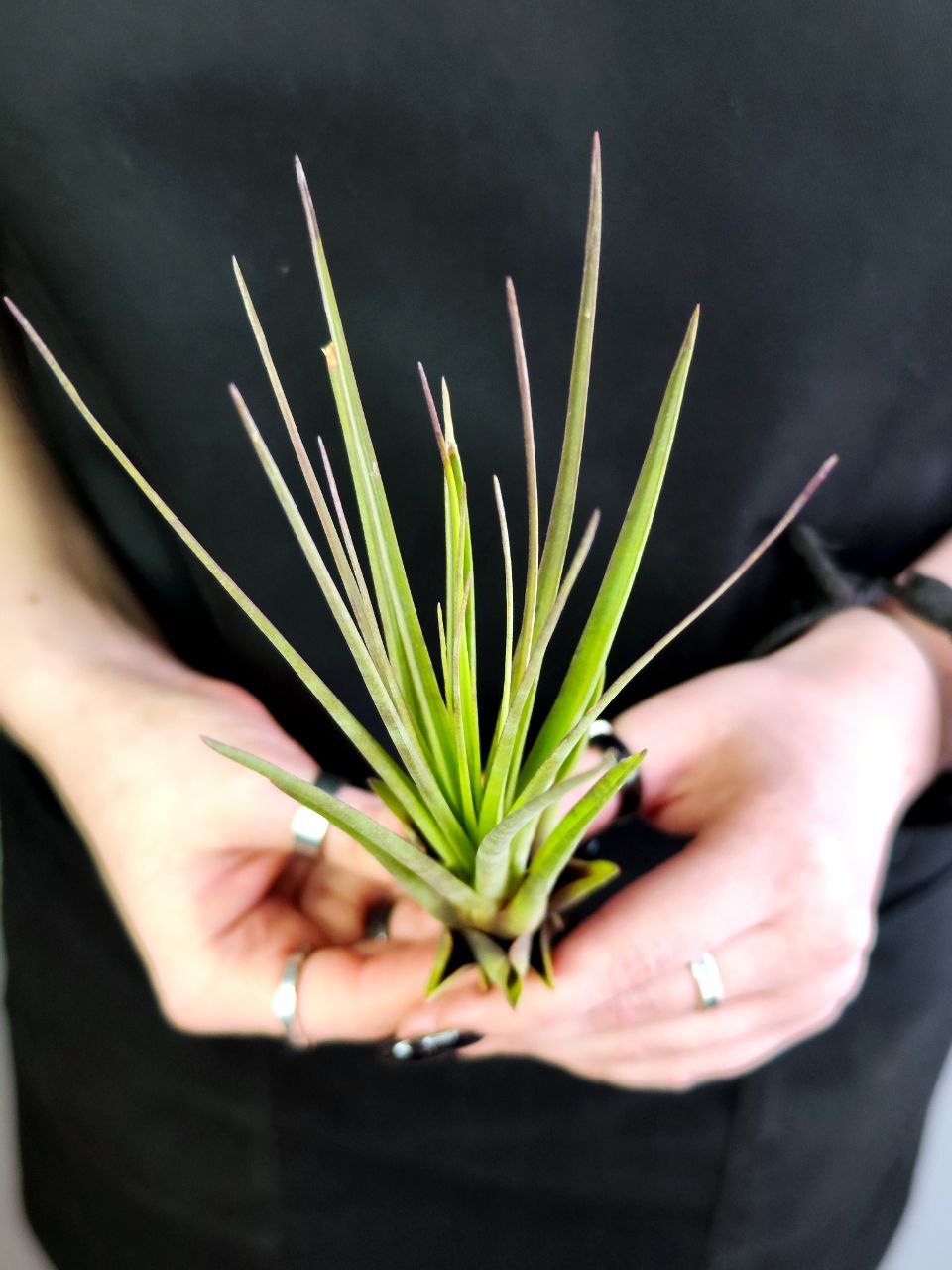 Тилландсия Меланократер Ред (Tillandsia Melanocrater Red)