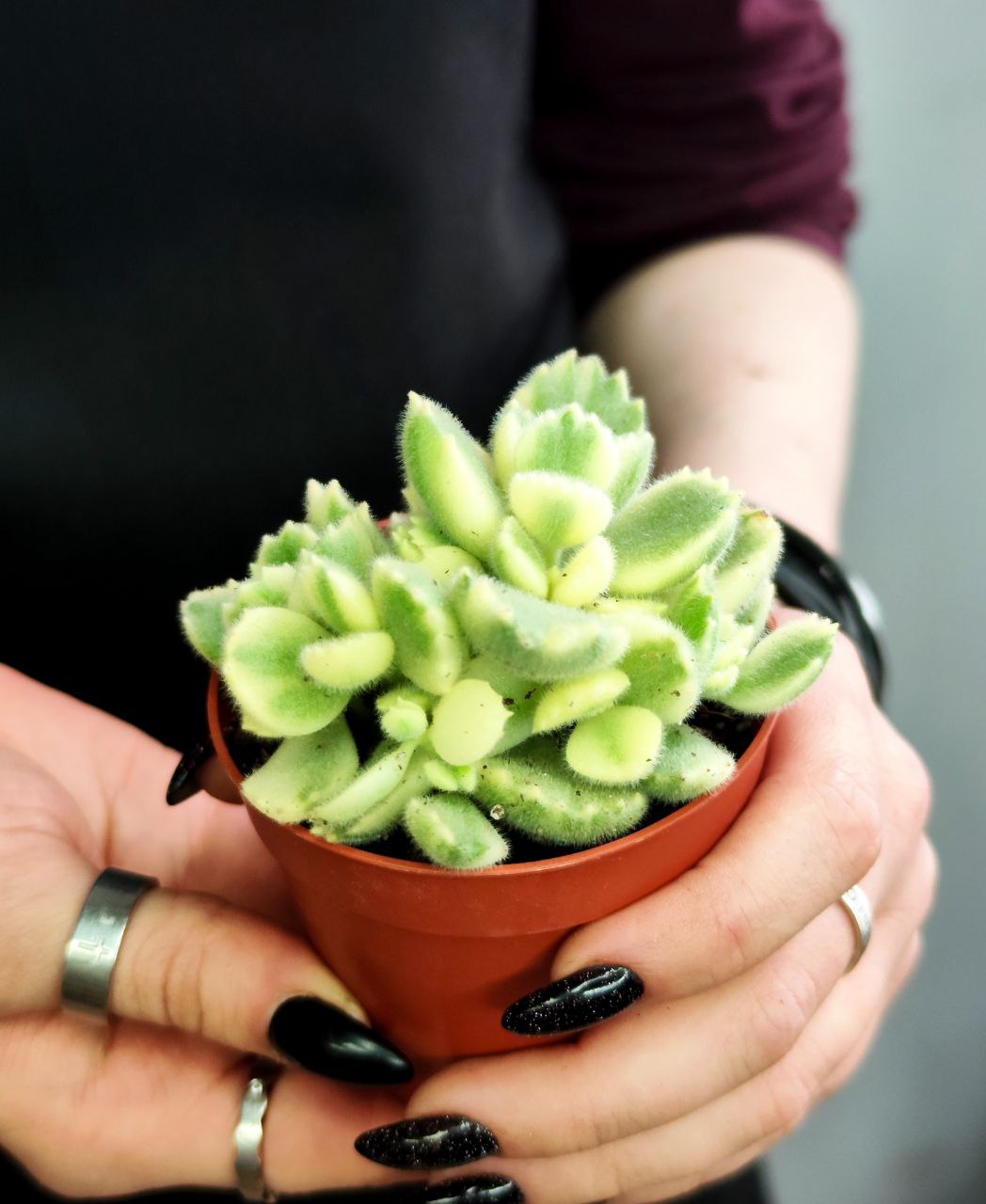 Котиледон Томентоза Леди Смит Вариегатный (Cotyledon Tomentosa Subsp. Ladismithiensis) D6,5см