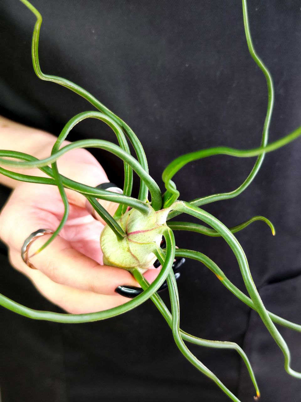 Тилландсия Бульбовидная (Tillandsia Bulbosa) XL
