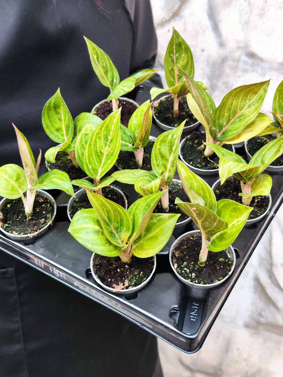 Аглаонема Красный Рубин (Aglaonema Ruby Red) D6см