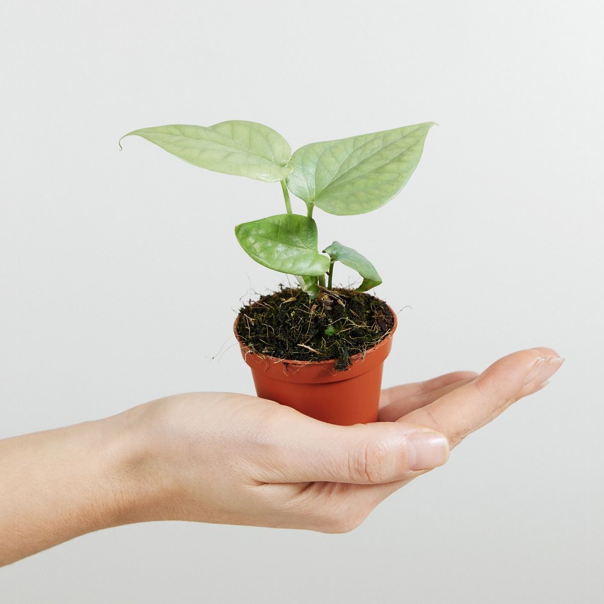 Монстера Амидриум Медиум Сильвер (Monstera Amydrium Medium Silver) D6см