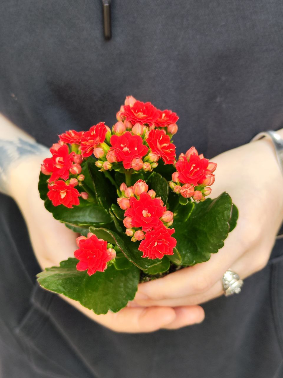 Каланхоэ Розалина Красная (Kalanchoe Rosalina Red) D6см