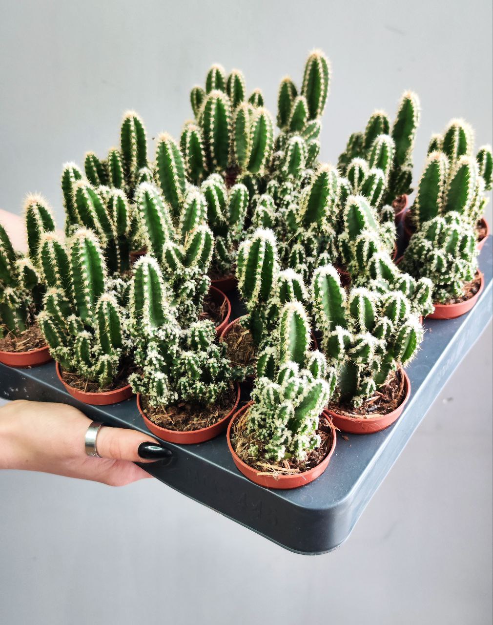 Цереус Паолина (Cereus Peruvianus Paolina) D5см