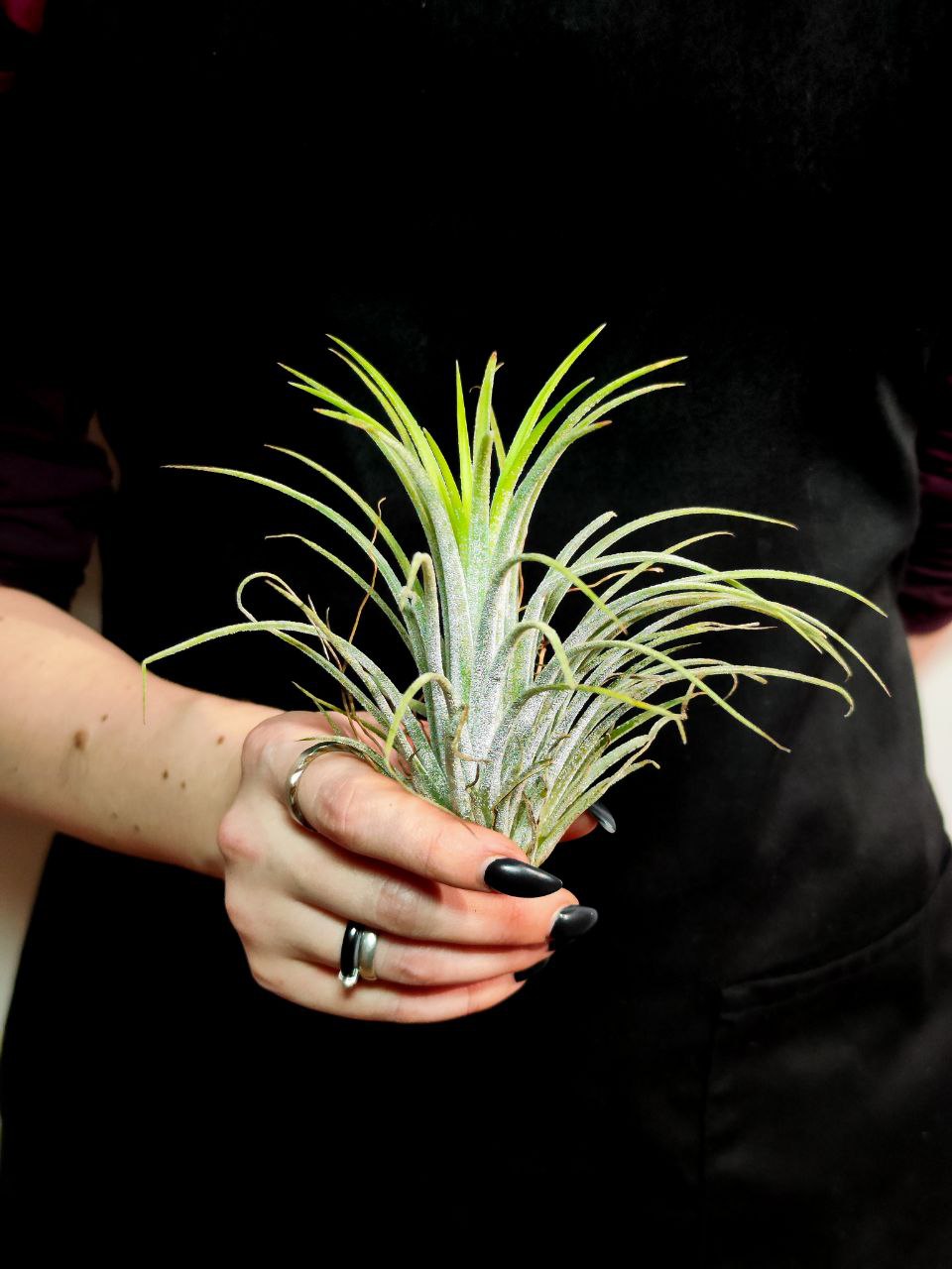 Тилландсия Ионанта Викториана (Tillandsia Ionantha X Brachycalous Victoriana)