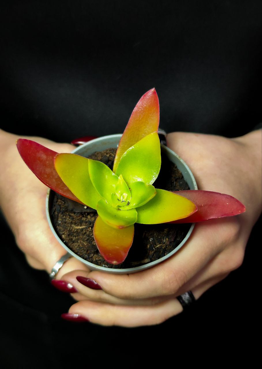 Крассула Капителла Кэмпфайер Ред (Crassula Capitella Campfire Red) D6,5см