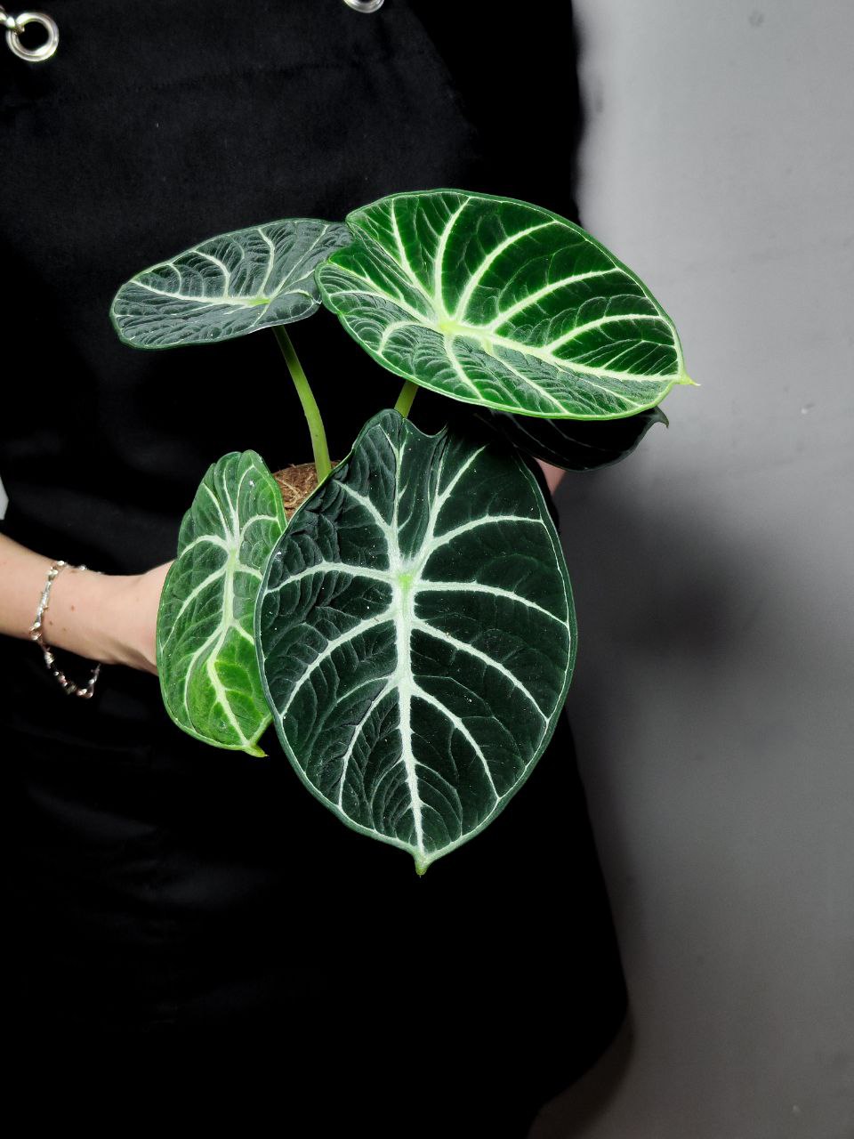 Алоказия Ниндзя (Alocasia Ninja) D11см