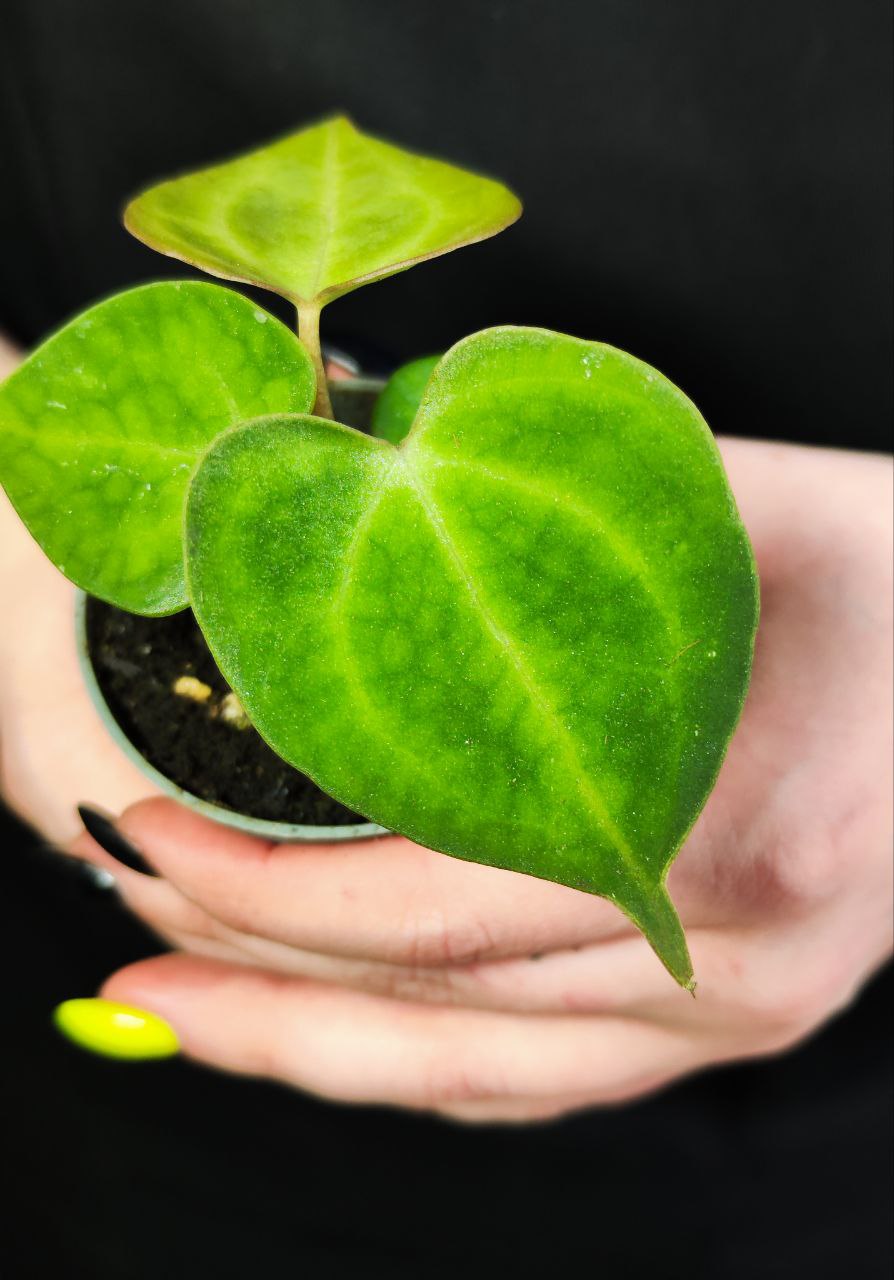 Антуриум Кларинервиум (Anthurium Clarinervium) D6см