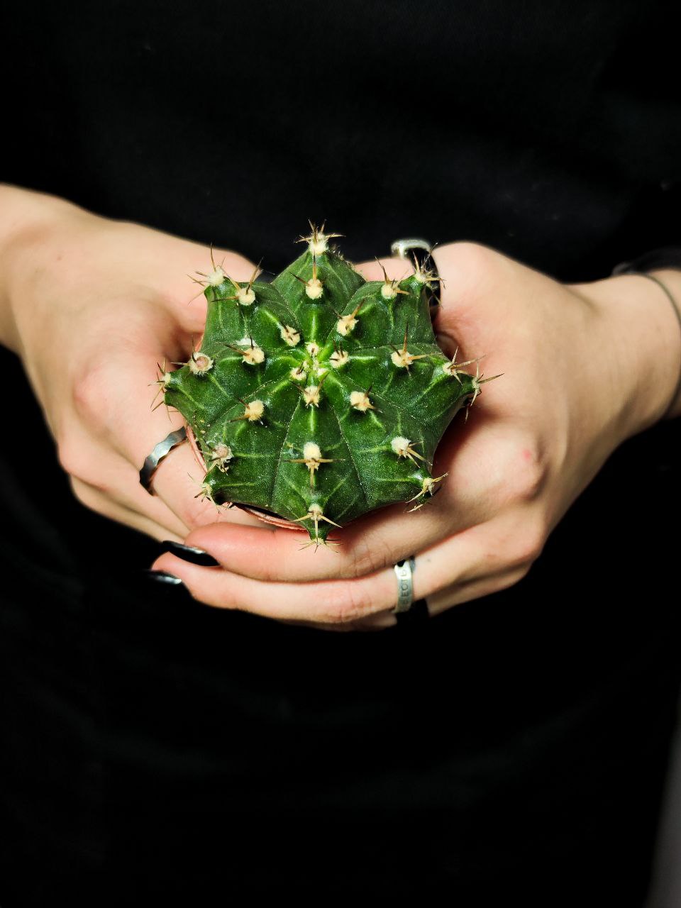 Кактус Гимнокалициум Михановича (Gymnocalycium Mihanovichii) D5см