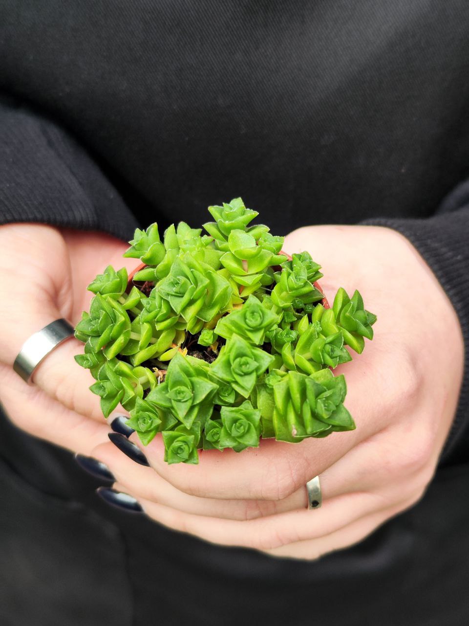 Крассула Марниериана Майор (Crassula Marneriana Major) D5см