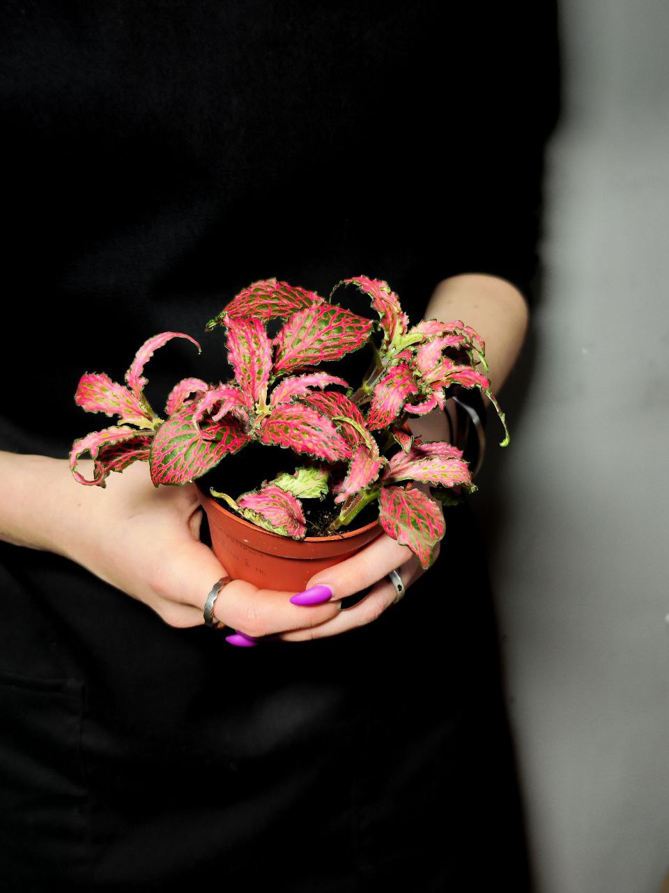 Фиттония Ред Тигр (Fittonia Red Tiger) D8,5см