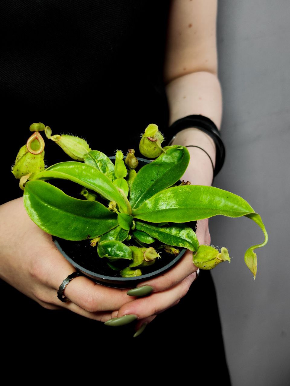Непентес Марбл Хукериана (Nepenthes Hookeriana Marble) D9см